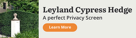 Leyland Cypress Hedge