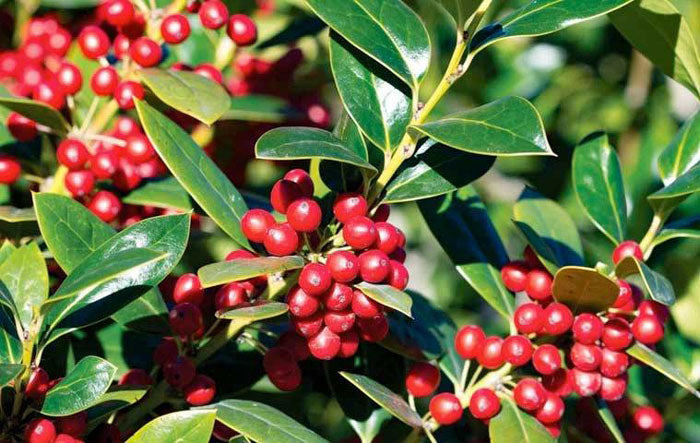 needlepoint holly