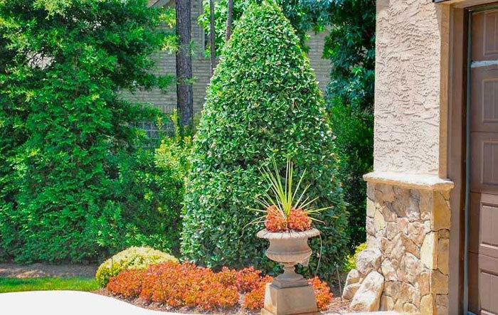 oakland holly