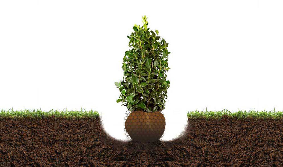how to plant holly trees